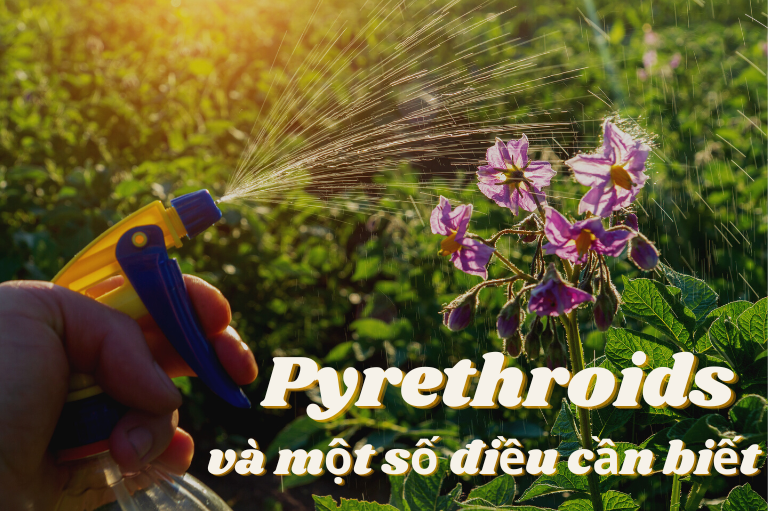 Pyrethroids và những điều cần biết